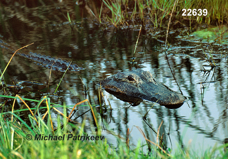 American Alligator (Alligator mississippiensis)